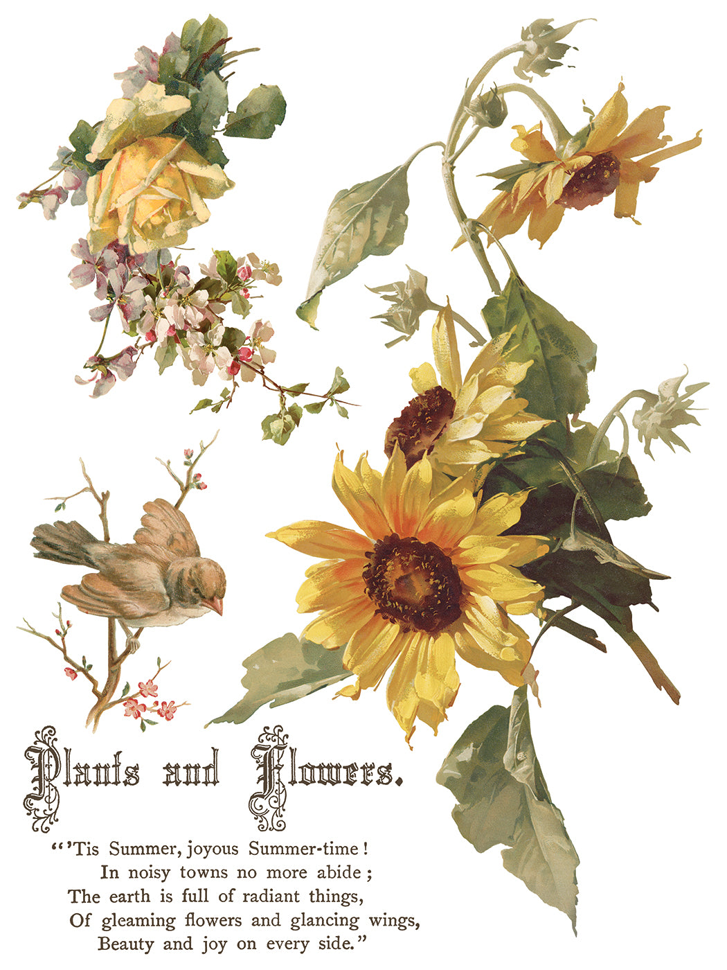 Vintage-style illustration of sunflowers, birds, and flowers with text on a white background from Iron Orchid Designs Flowers By The Poets transfer