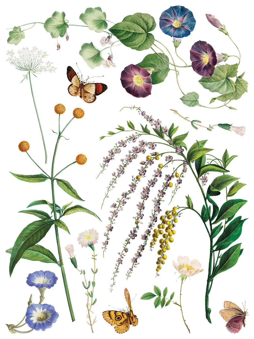 Illustration of various plants and butterflies on a white background from Iron Orchid Designs Marche des Fleurs