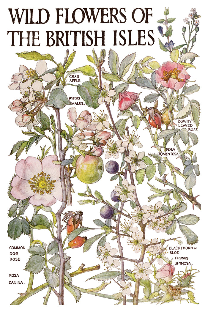 Illustration of wild flowers of the British Isles with plant names labelled from Iron Orchid Designs Primrose Isle Transfer