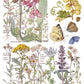 Illustration of various plants and butterflies with labels on a white background from Iron Orchid Designs Primrose Isle Transfer