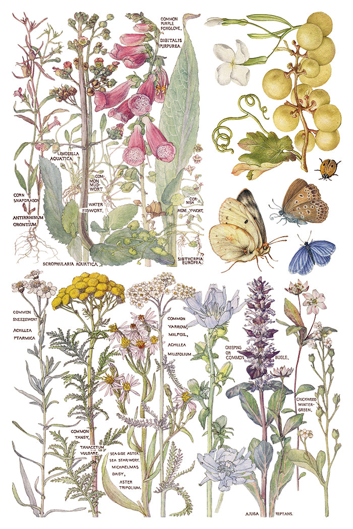 Illustration of various plants and butterflies with labels on a white background from Iron Orchid Designs Primrose Isle Transfer