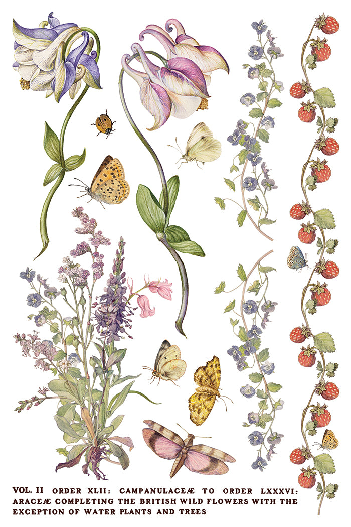Illustration of various flowers and butterflies on a white background from Iron Orchid Designs Primrose Isle Transfer