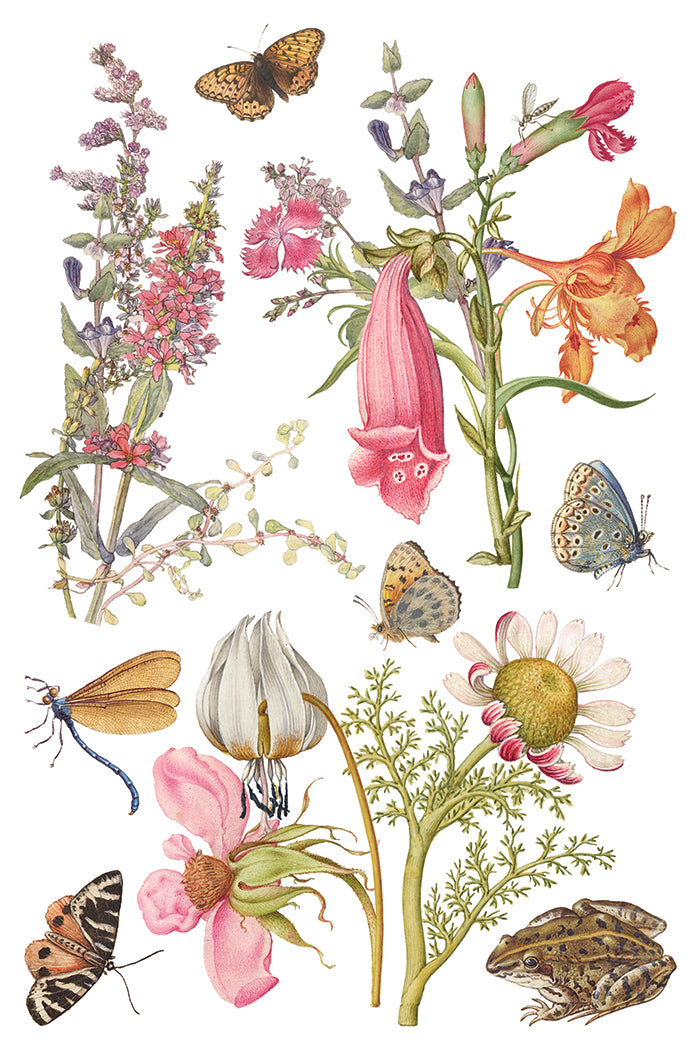 Illustration of various flowers, butterflies, and a frog on a white background from Iron Orchid Designs Primrose Isle Transfer
