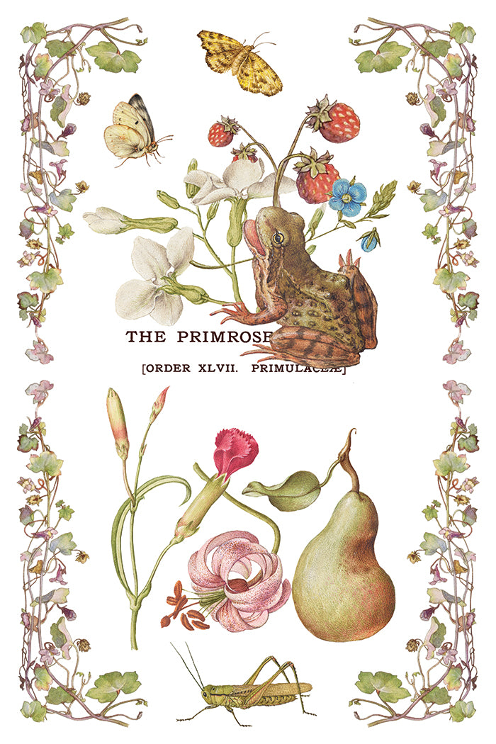 Illustration of a frog among flowers and fruits with text 'The Primrose' at the top from Iron Orchid Designs Primrose Isle Transfer