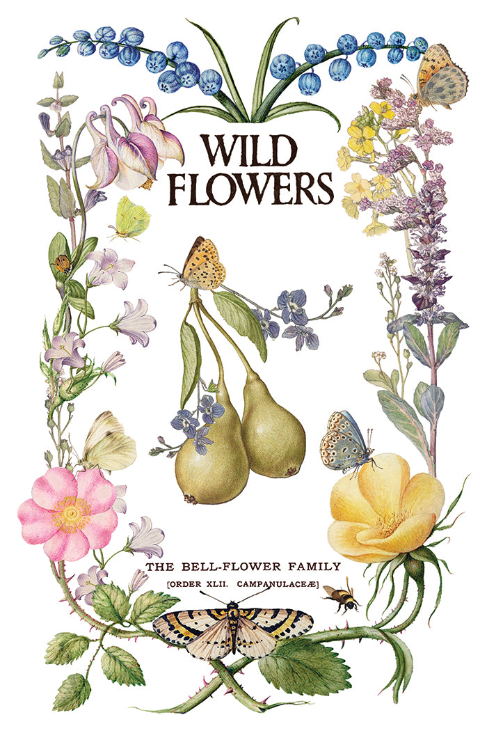 Illustration of wildflowers and fruits with text 'Wild Flowers' and 'The Bell-Flower Family' from Iron Orchid Designs Primrose Isle Transfer