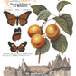 Vintage-style illustration with butterflies, apples, and a building  by Iron Orchid Designs
