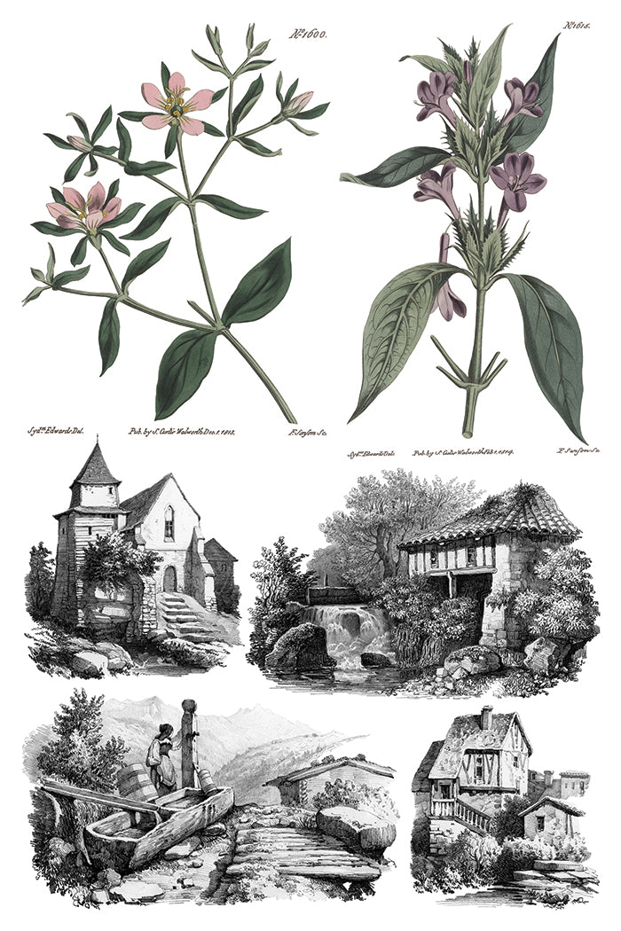 Illustrations of plants and small buildings or scenes on a white background by Iron Orchid Designs