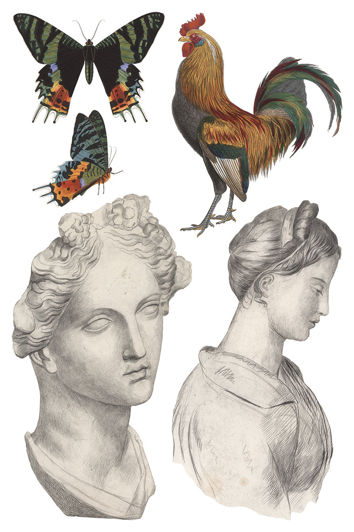 Illustrations of a butterfly, rooster, and classical busts on a white background
