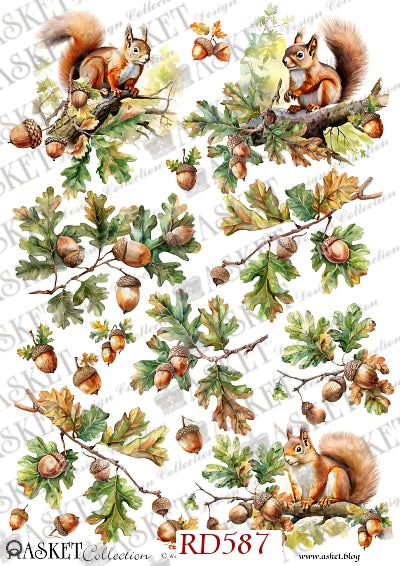 Watercolor-style squirrel and acorn illustrations arranged on a white background, with repeated faint 'ASKET Collection' watermark text and the text 'KASKET Collection RD587' at the bottom.