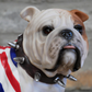 Standing British Bulldog