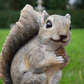 Squirrel Feeder