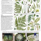 Iron Orchid Designs Fronds Botanical Transfer back of packet