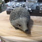 Large Brown Hedgehog