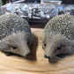 Large Brown Hedgehog