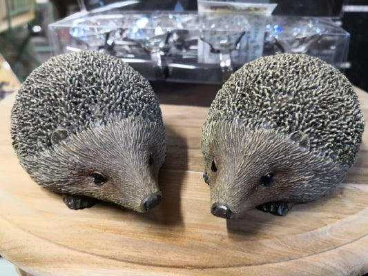 Small Brown Hedgehog
