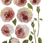Pink roses and leaves from Iron Orchid Designs Painterly Florals Transfer on a white background
