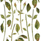 Various green stems and leaves from Iron Orchid Designs Painterly Florals Transfer on a white background
