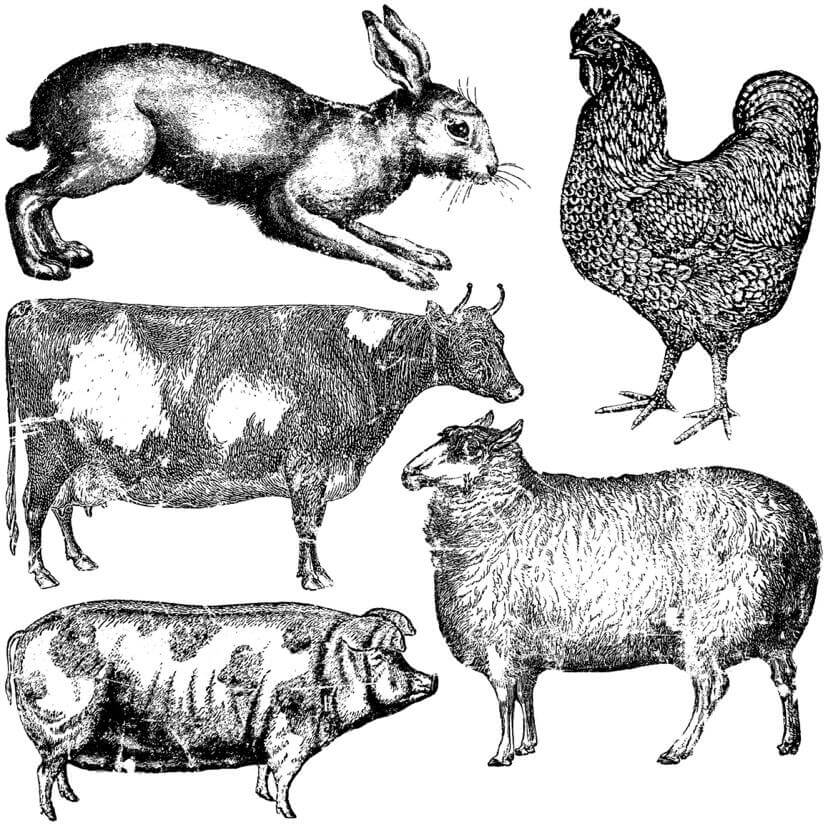 Rabbit, cockerel, cow, sheep and pig on Iron Orchid Designs 12" x 12" Farm Animals Decor Stamp. Black images on a white background