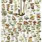 Iron Orchid Designs Millot's Pages Transfer fungi on a white background