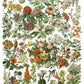 Iron Orchid Designs Millot's Pages Transfer flowers on a white background
