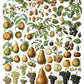 Iron Orchid Designs Millot's Pages Transfer vegetable on a white background