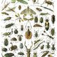 Iron Orchid Designs Millot's Pages Transfer bugs and insects on a white background