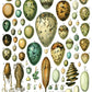 Iron Orchid Designs Millot's Pages Transfer birds' eggs on a white background