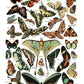 Iron Orchid Designs Millot's Pages Transfer butterflies on a white background