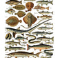 Iron Orchid Designs Millot's Pages Transfer fish on a white background