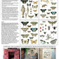Iron Orchid Designs Entomology etcetera transfer back of packet
