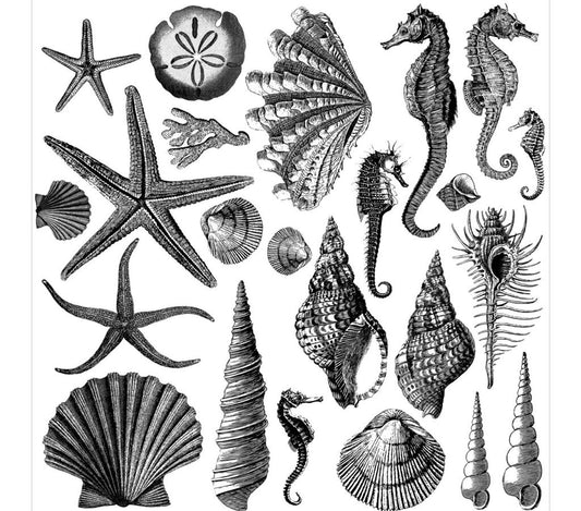 Iron Orchid Designs Seashore shells, starfish 12" x 12" stamps sheet one